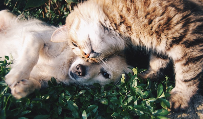 Pet sitting visit at home
